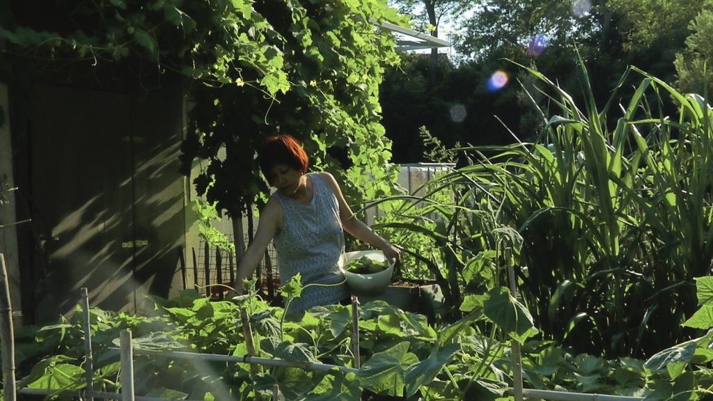 Récolte des légumes au jardin familial du Haut-Vernet. Image du film Le temps du jardin, réalisé et produit par Olivier Moulaï, résidence Occit'Avenir au Lycée Maillol Perpignan